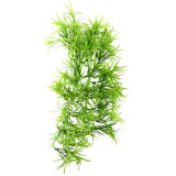 Décor plante Climber Tropica