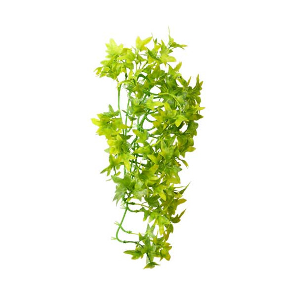 Décor plante Climber Ivy