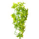 Décor plante Climber Ivy