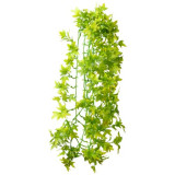 Décor plante Climber Ivy