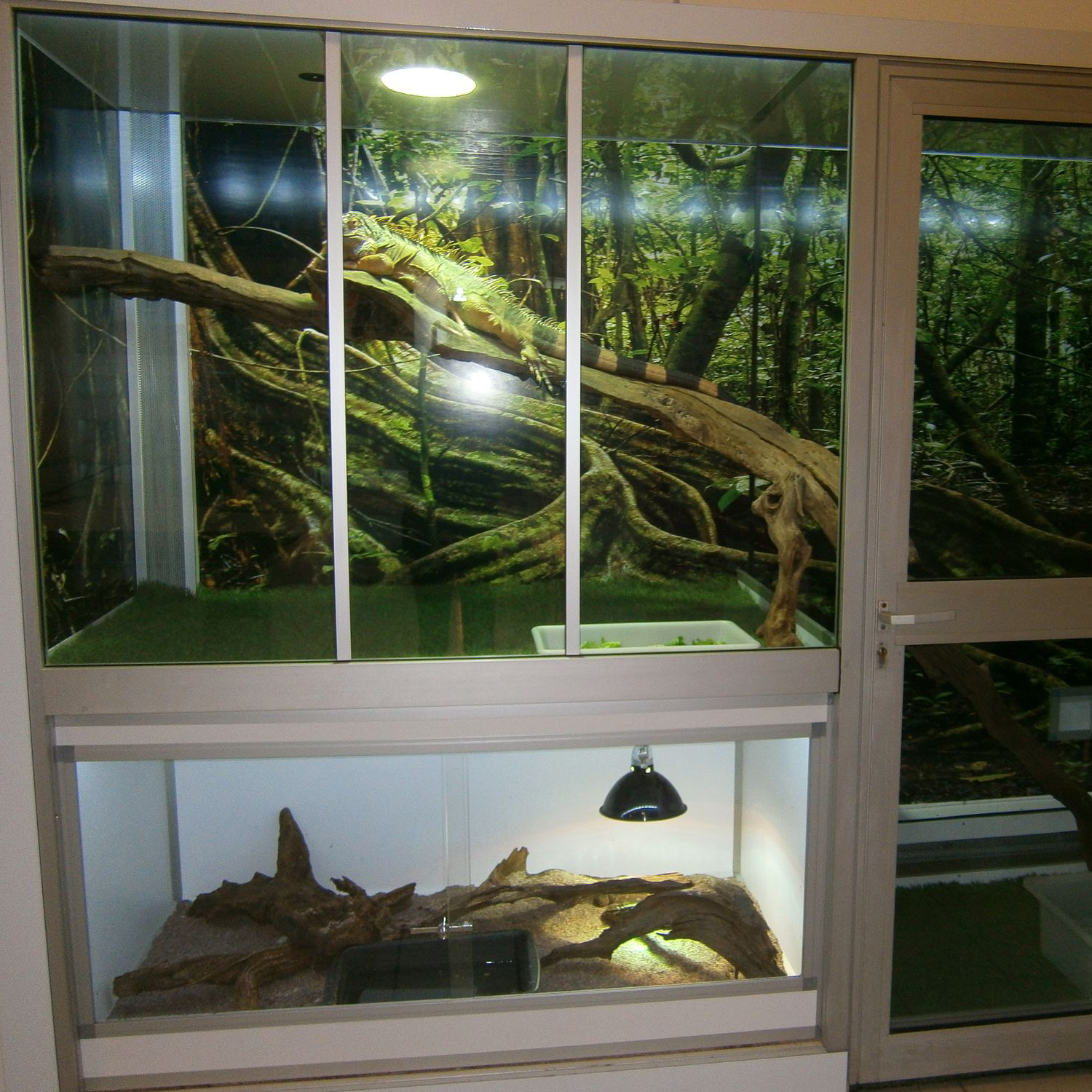 Photo terrarium avec décors bois