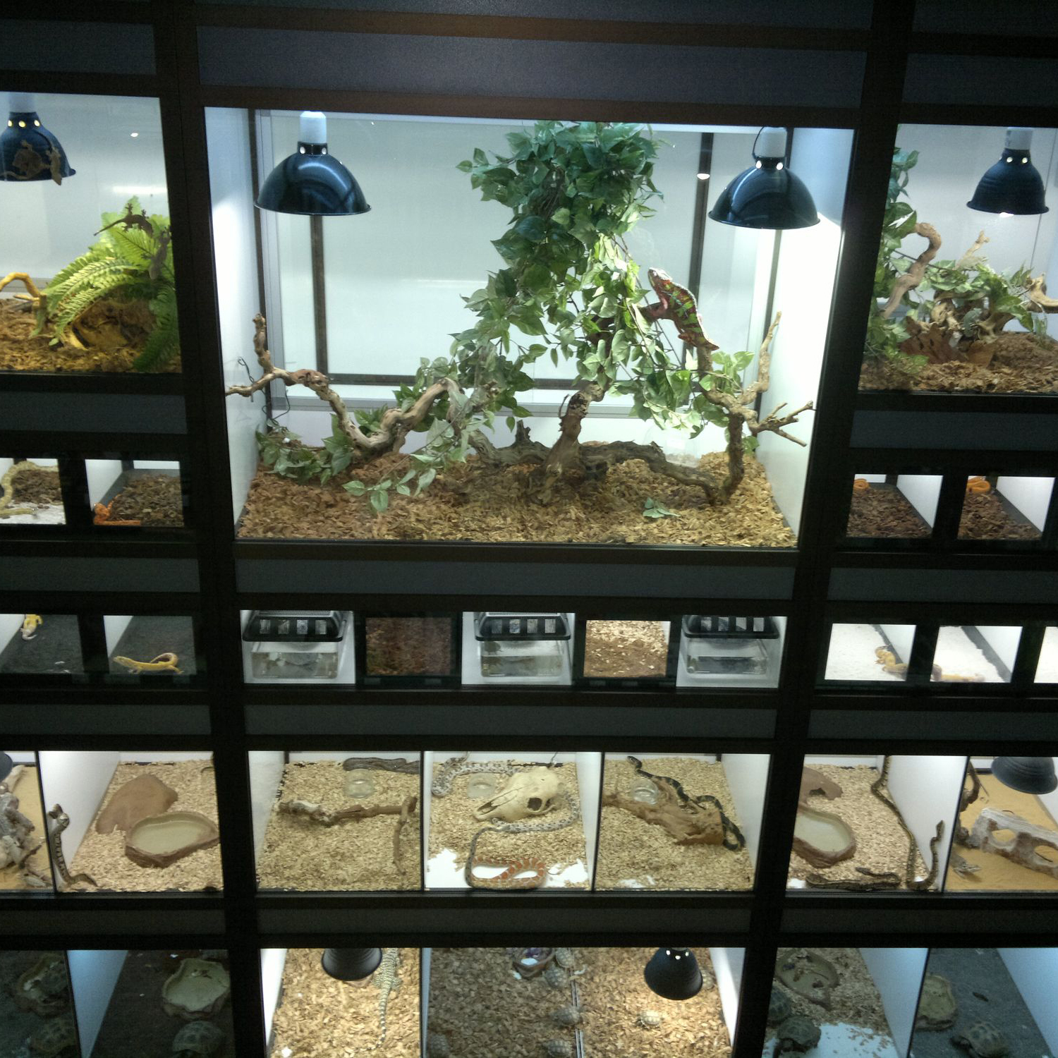 Photo terrariums avec différents décors